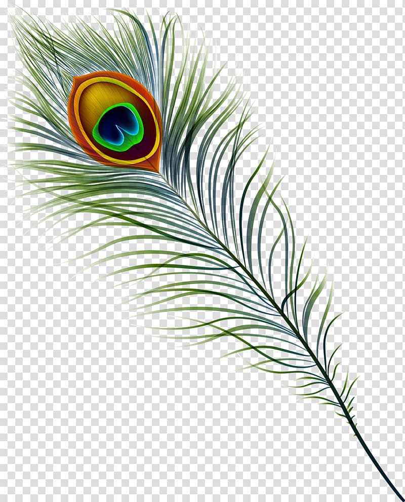 peacock feather illustration, Peafowl Feather , peacock transparent background PNG clipart