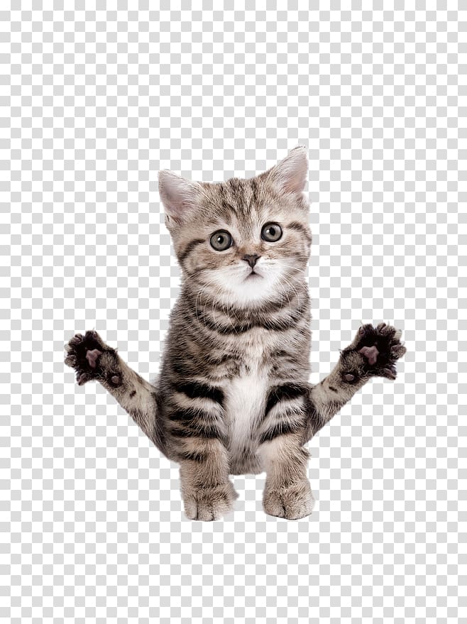 yoga kitten transparent background PNG clipart