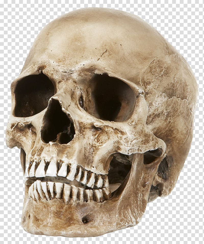 dark yellow skull transparent background PNG clipart