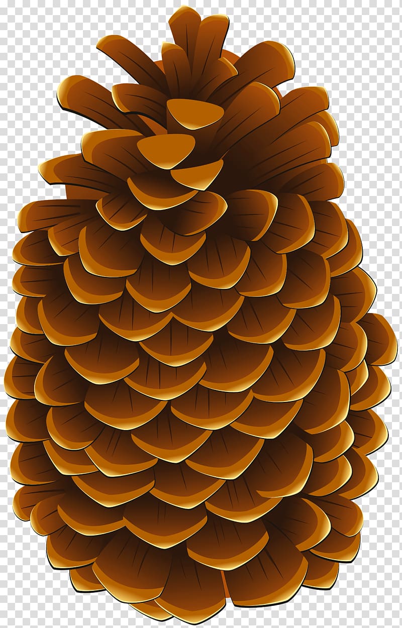 Conifer cone Portable Network Graphics Illustration, pinecones transparent background PNG clipart