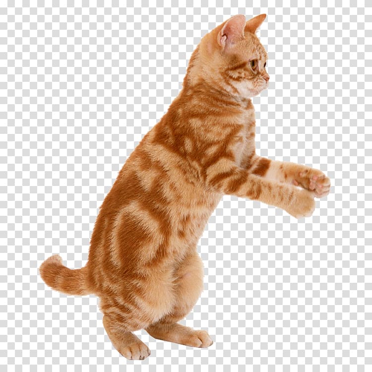 orange tabby cat, Cat Kitten Mouse Dog Felidae, Cat transparent background PNG clipart