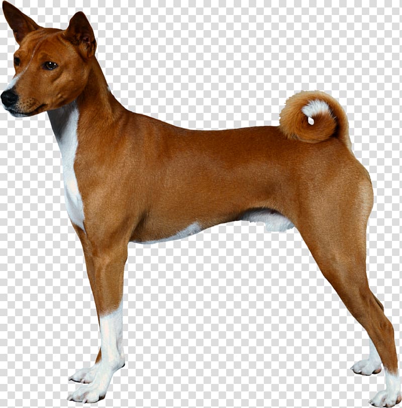 Dogs transparent background PNG clipart