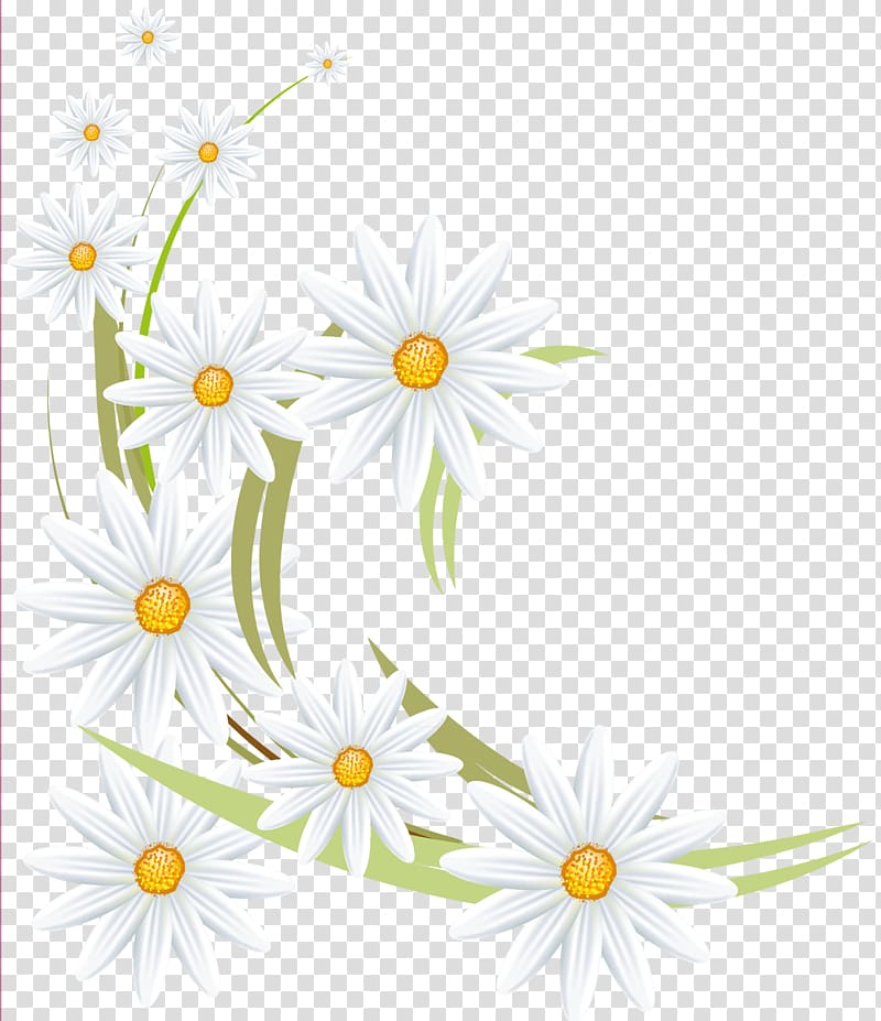 Oxeye daisy Flower Daisy family German chamomile Roman chamomile, camomile transparent background PNG clipart