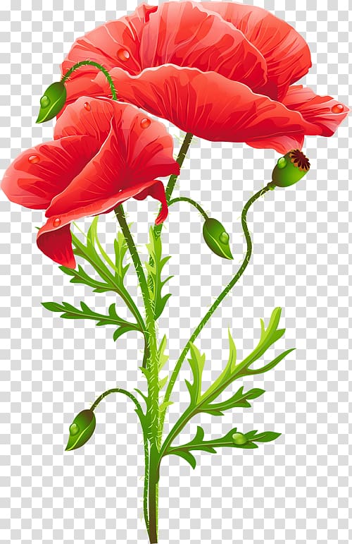 Common poppy Flower Remembrance poppy Art, flower transparent background PNG clipart