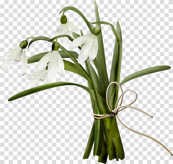 Snowdrop Flower bouquet , Bundled bell flower transparent background PNG clipart