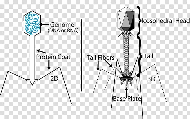 Virus Bacteriophage Prokaryote Lambda phage Bacteria, Bacteriophage transparent background PNG clipart
