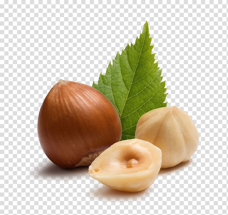 leaves and nuts hazelnuts transparent background PNG clipart