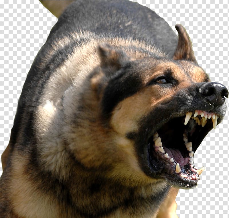 Bully Kutta Dog bite Dog training Guard dog Leash, others transparent background PNG clipart