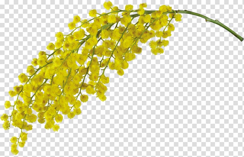 Mimosa pudica Acacia dealbata Flower , mimosa transparent background PNG clipart