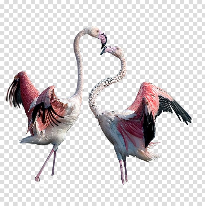 Flamingo Bird, Two flamingo transparent background PNG clipart