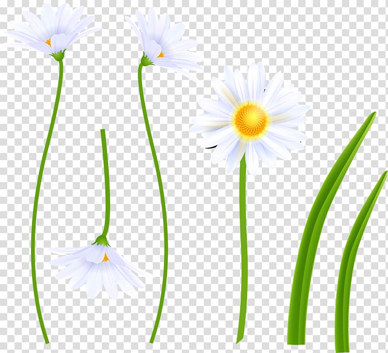 Flora Wildflower Petal , wildflowers transparent background PNG clipart