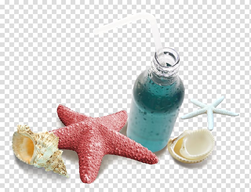 Starfish Computer file, starfish transparent background PNG clipart