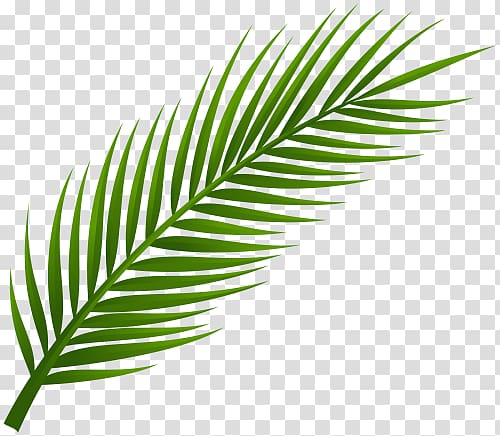 exotic palm leaf buckle-free material transparent background PNG clipart