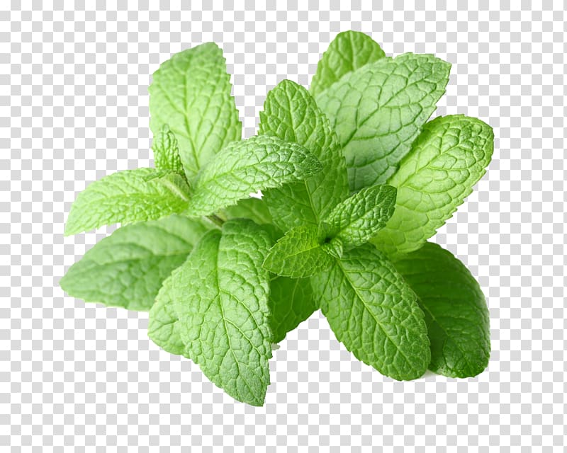 green leafed plant, Peppermint Mentha arvensis Mentha spicata Essential oil, pepermint transparent background PNG clipart