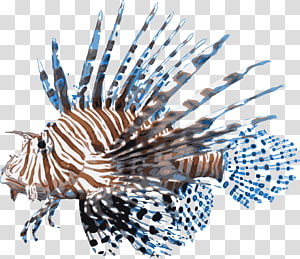 dried fish clipart lionfish