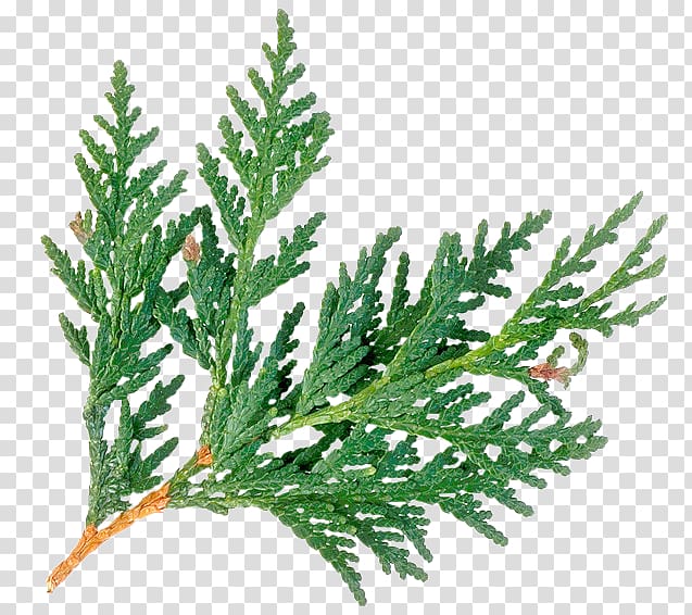 Plant Arborvitae Evergreen Cedar wood, eucalyptus transparent background PNG clipart