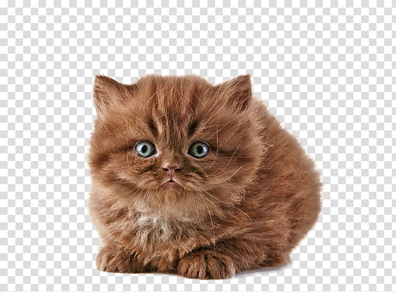 British Longhair British Shorthair Persian cat Savannah cat Norwegian Forest cat, Free meow star people to pull creative transparent background PNG clipart