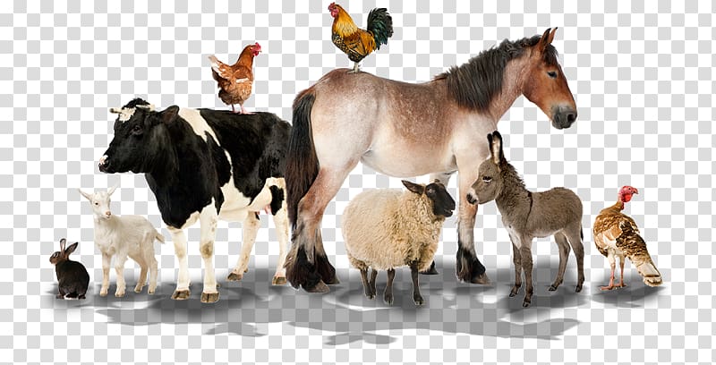 Farm Sheep Live Animal Nutsdier, sheep transparent background PNG clipart