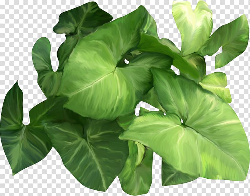 Leaf Raster graphics Information , Leaf transparent background PNG clipart