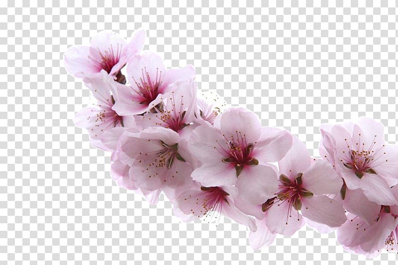 Almond Blossoms Apricot Flower Cherry, A apricot blossom transparent background PNG clipart