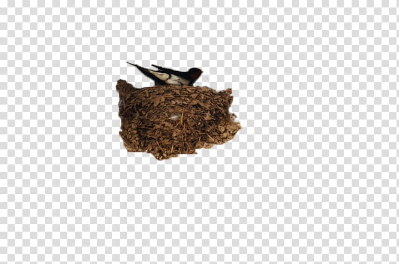 Barn swallow Pxe4xe4skysenpesxe4keitto Nest, Nest in the family Yan transparent background PNG clipart