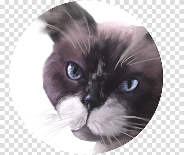 Whiskers Ragdoll Birman Kitten Domestic short-haired cat, kitten transparent background PNG clipart