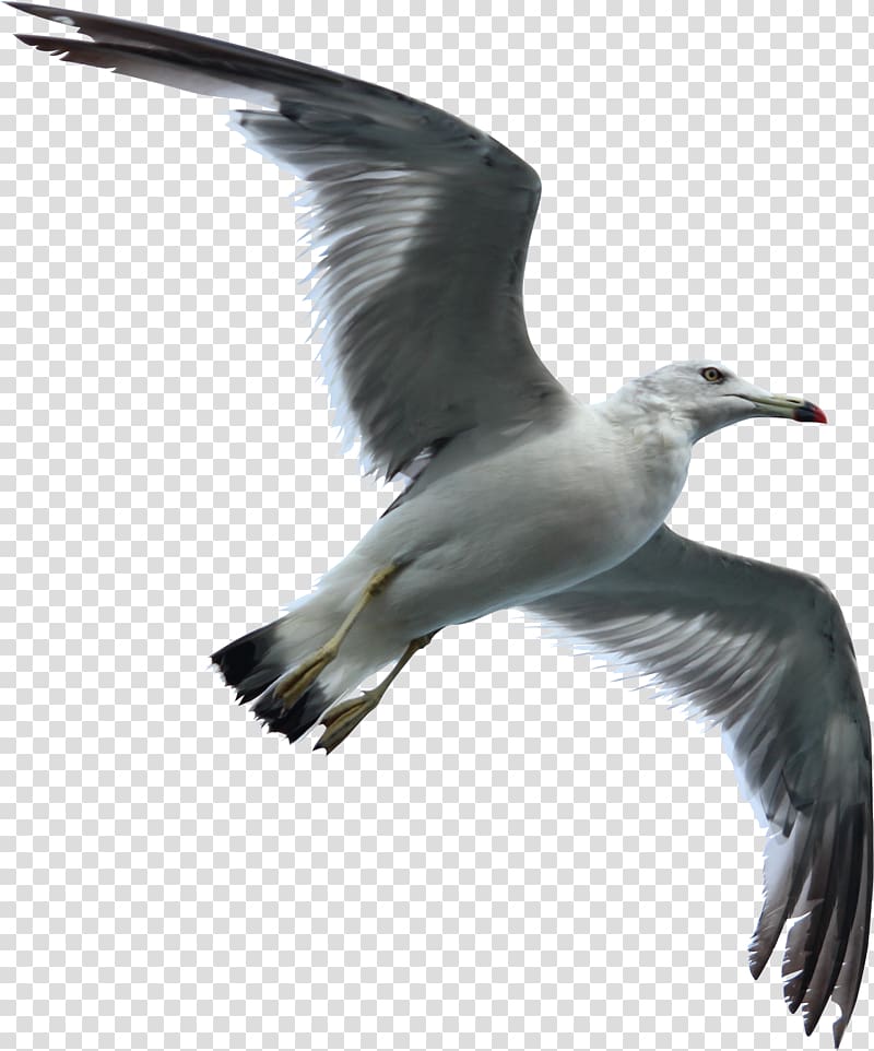 gray bird, Gulls Bird flight Bird flight Sky, Seagull Swallow transparent background PNG clipart