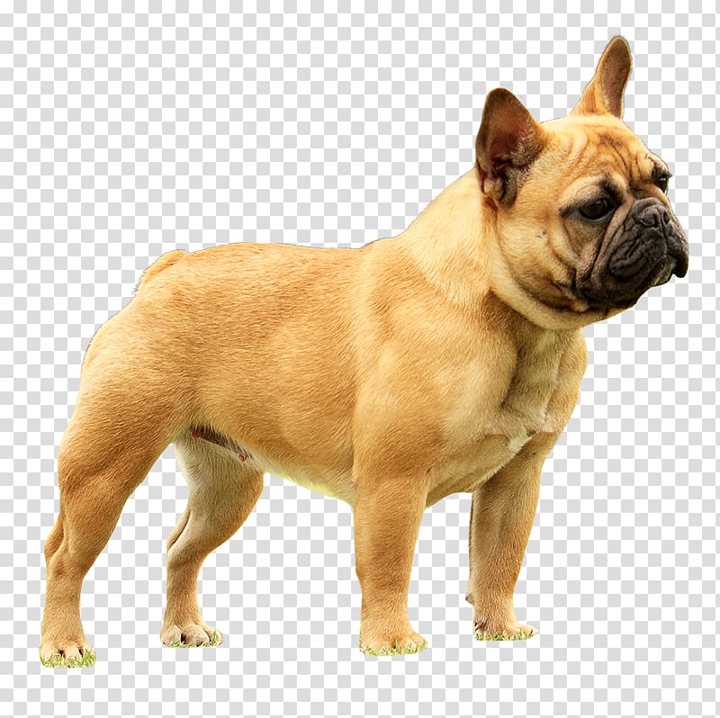 Toy Bulldog French Bulldog Olde English Bulldogge Dorset Olde Tyme Bulldogge, others transparent background PNG clipart