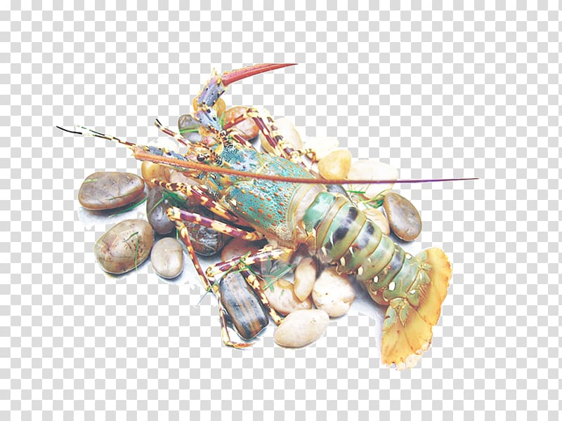 Seafood American lobster Sashimi Crayfish as food Shrimp and prawn as food, Boston Lobster transparent background PNG clipart