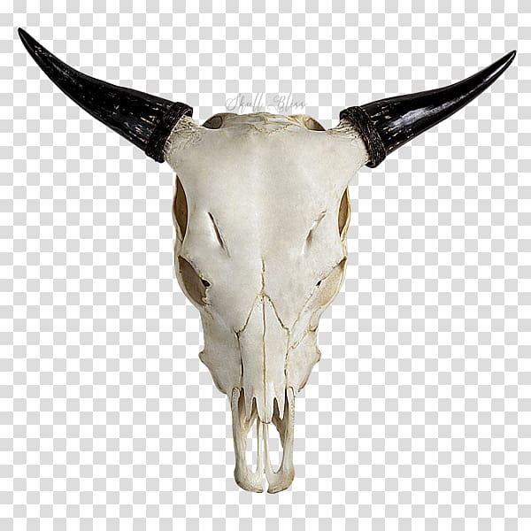 Highland cattle Skull Horn Bull Goat, skull transparent background PNG clipart