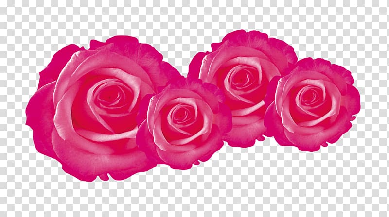 Garden roses Flower, Wedding Flowers transparent background PNG clipart