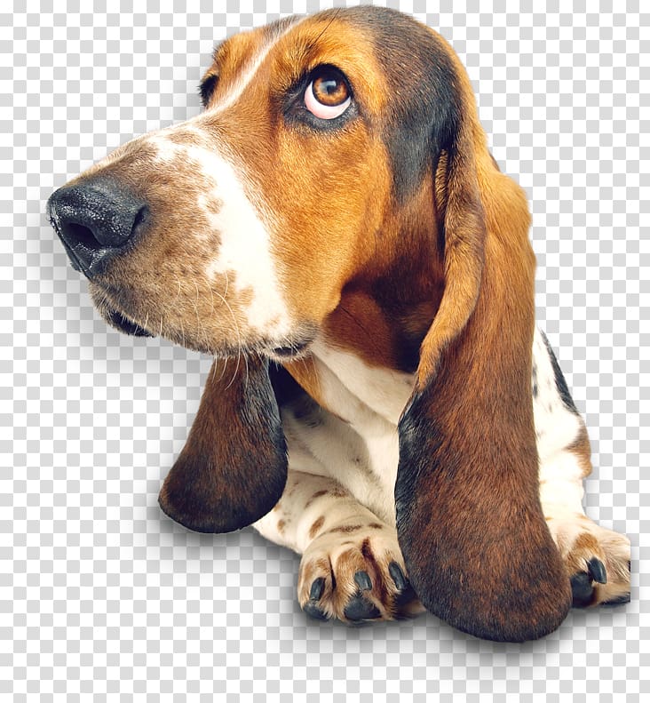 Basset Hound The Intelligence of Dogs Smells Like Dog Puppy St. Bernard, puppy transparent background PNG clipart