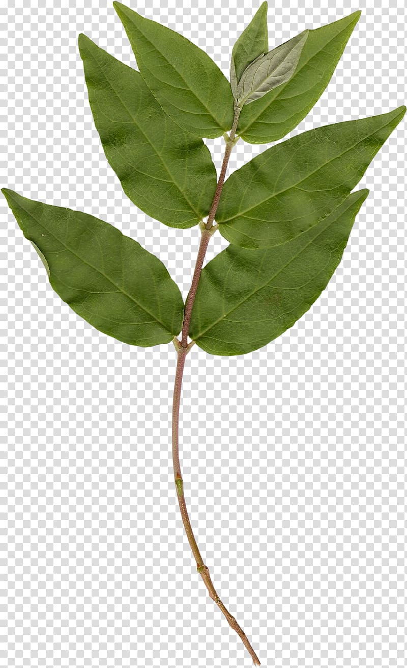 Twig Plant stem Leaf, Leaf transparent background PNG clipart