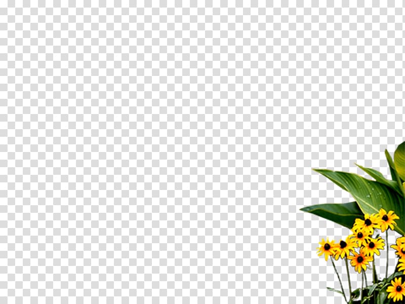 Blogger Flower WordPress.com, flawer transparent background PNG clipart