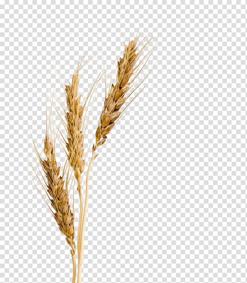 beige wheat plant illustration, Barley malt syrup Barley malt syrup Wheat Barley Malt Extract, barley transparent background PNG clipart