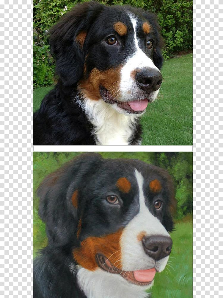 Greater Swiss Mountain Dog Bernese Mountain Dog Dog breed Entlebucher Mountain Dog Appenzeller Sennenhund, painting transparent background PNG clipart