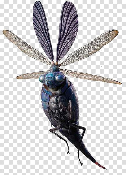 black and green winged insect art, YouTube Harry Potter Billywig Fantastic Beasts and Where to Find Them Film Series Art, Fantastic beasts transparent background PNG clipart