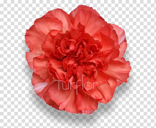 Carnation Peach Cut flowers Pink, burgundy flowers transparent background PNG clipart