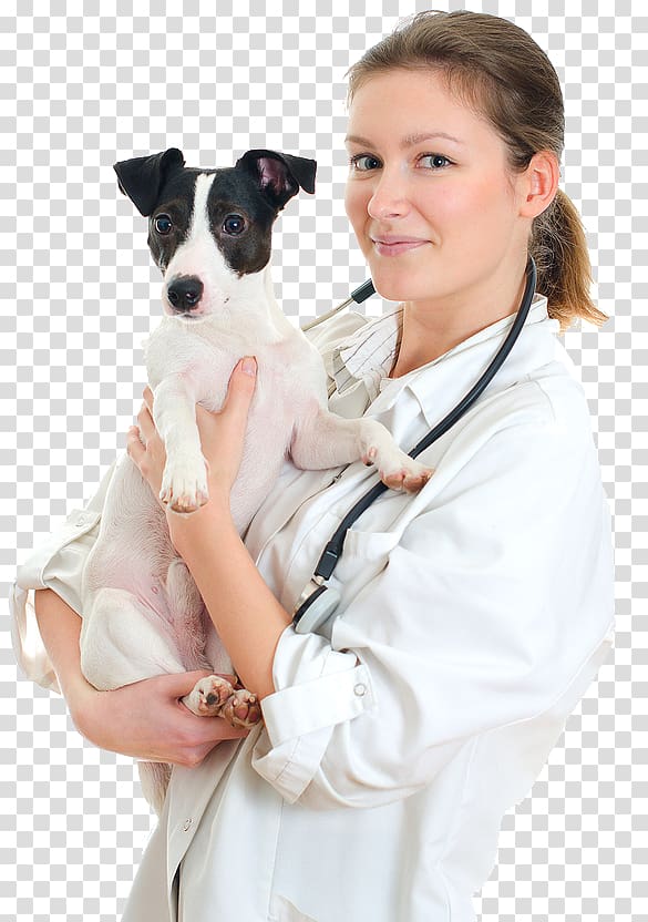Cat Jack Russell Terrier Veterinarian Pet sitting Puppy, Cat transparent background PNG clipart
