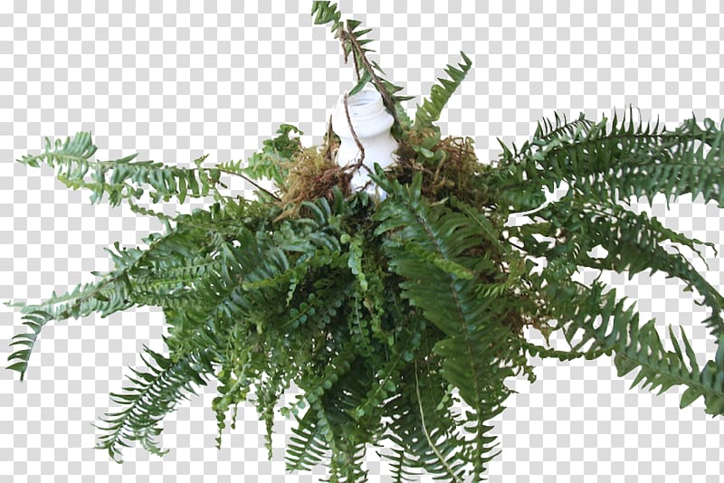 Angiopteris evecta Fern Vascular plant Botany, fern transparent background PNG clipart