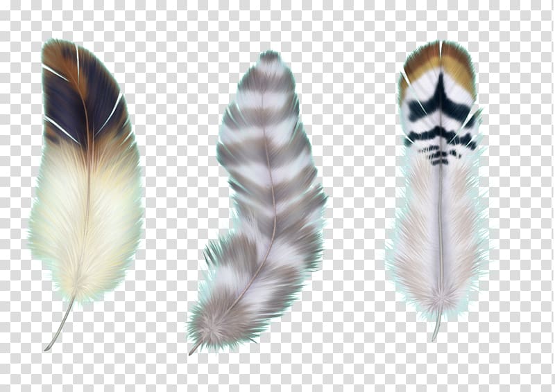 Bird Feather Asiatic peafowl, feather transparent background PNG clipart