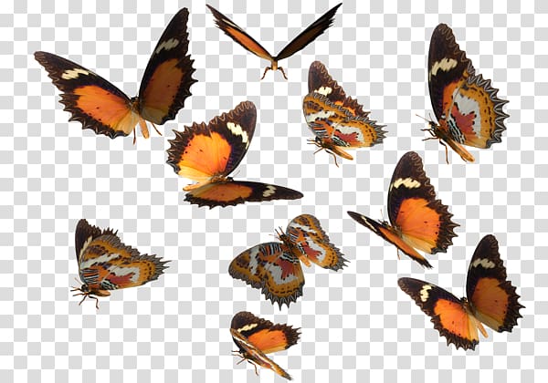 Monarch butterfly Greta oto , Real Butterfly transparent background PNG clipart