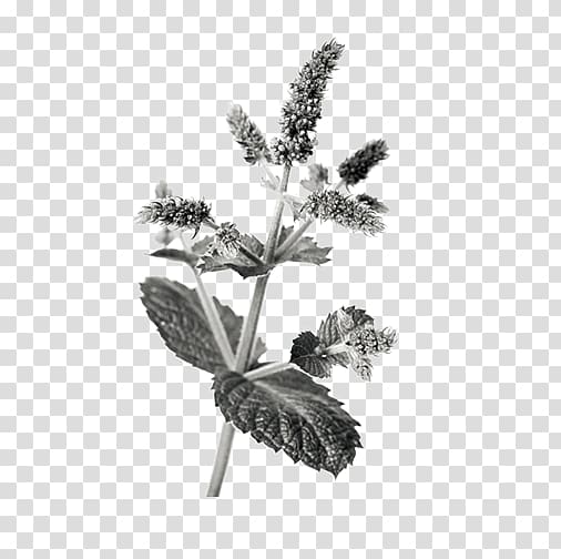 Chinese herbology Crude drug Mentha spicata, mint transparent background PNG clipart