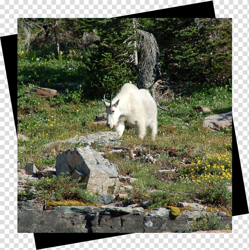 Wildlife Goat Garden Printing, goat transparent background PNG clipart