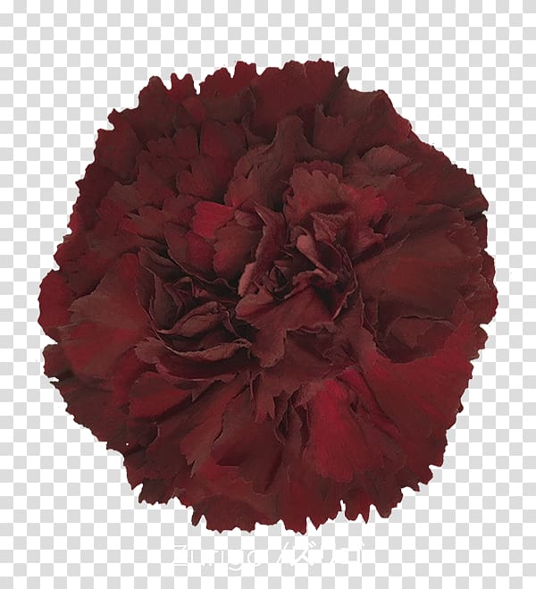Carnation Cut flowers Rose Colibri Flowers S.A., Crimson Viper transparent background PNG clipart