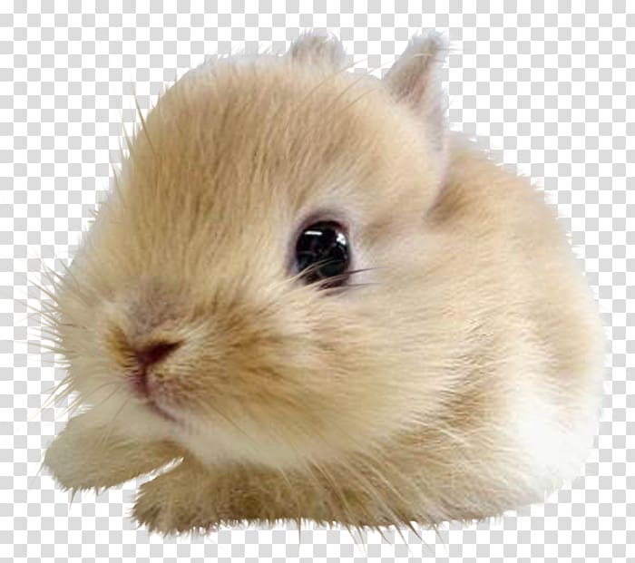 Kitten Cat Dog Lionhead rabbit Cuteness, bunny rabbit transparent background PNG clipart