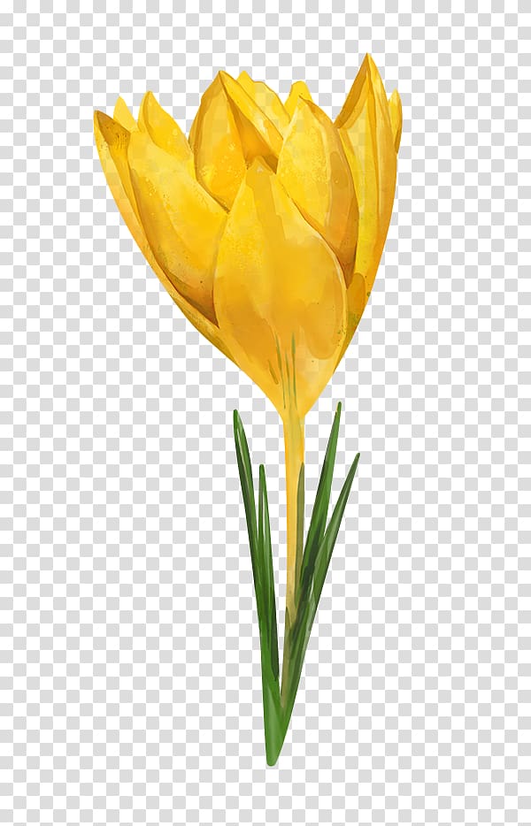 Tulip Watercolor painting Flower Yellow Crocus flavus, tulip transparent background PNG clipart