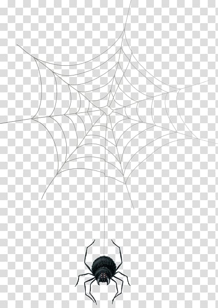 Spider web Theridiidae Symmetry Point, spider transparent background PNG clipart