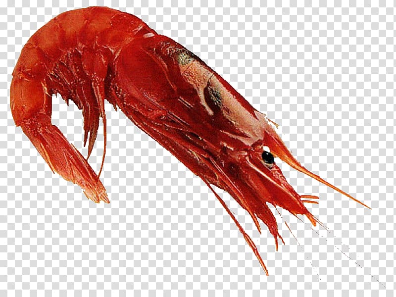 American lobster Caridea European lobster Prawns Crayfish, Shrimp transparent background PNG clipart