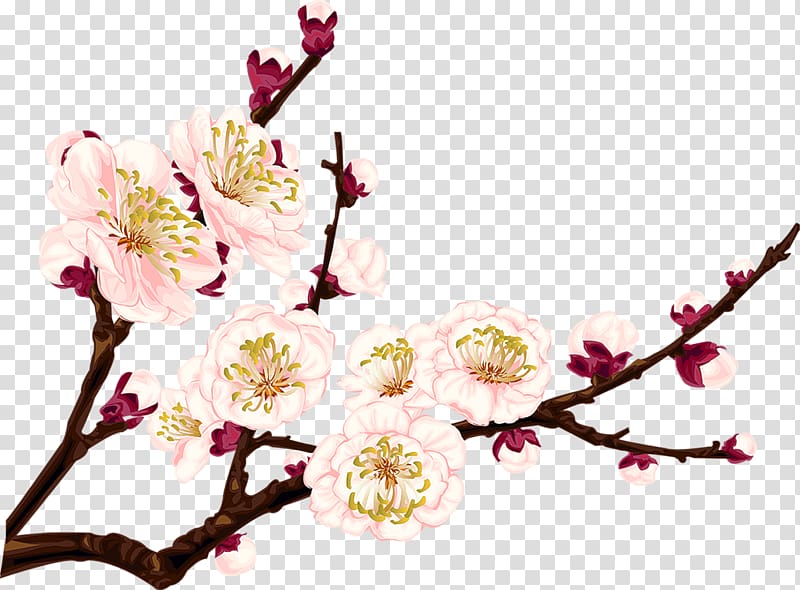 Plum blossom Drawing , chinese flower transparent background PNG clipart